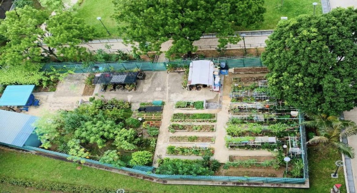 Collaboration between Jurong-Clementi residents and Town Council creates more gardens for the estate