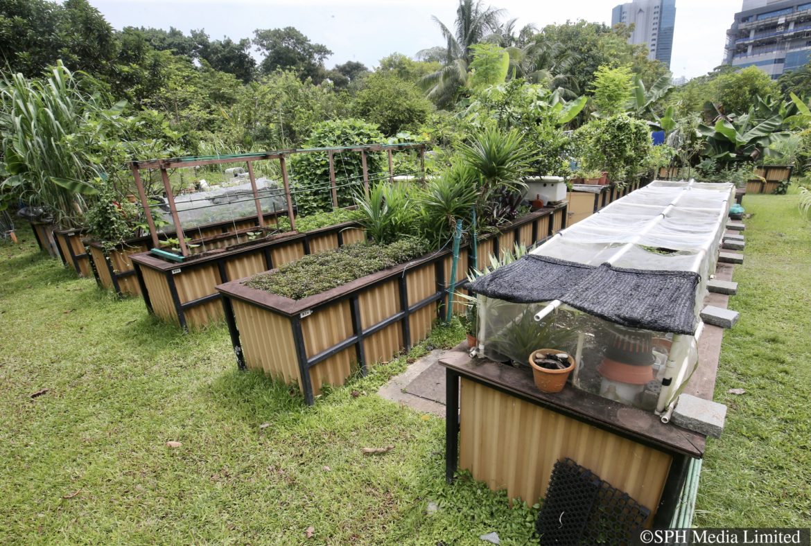 Community allotment gardens A guide to the best practices for community and HDB corridor gardening