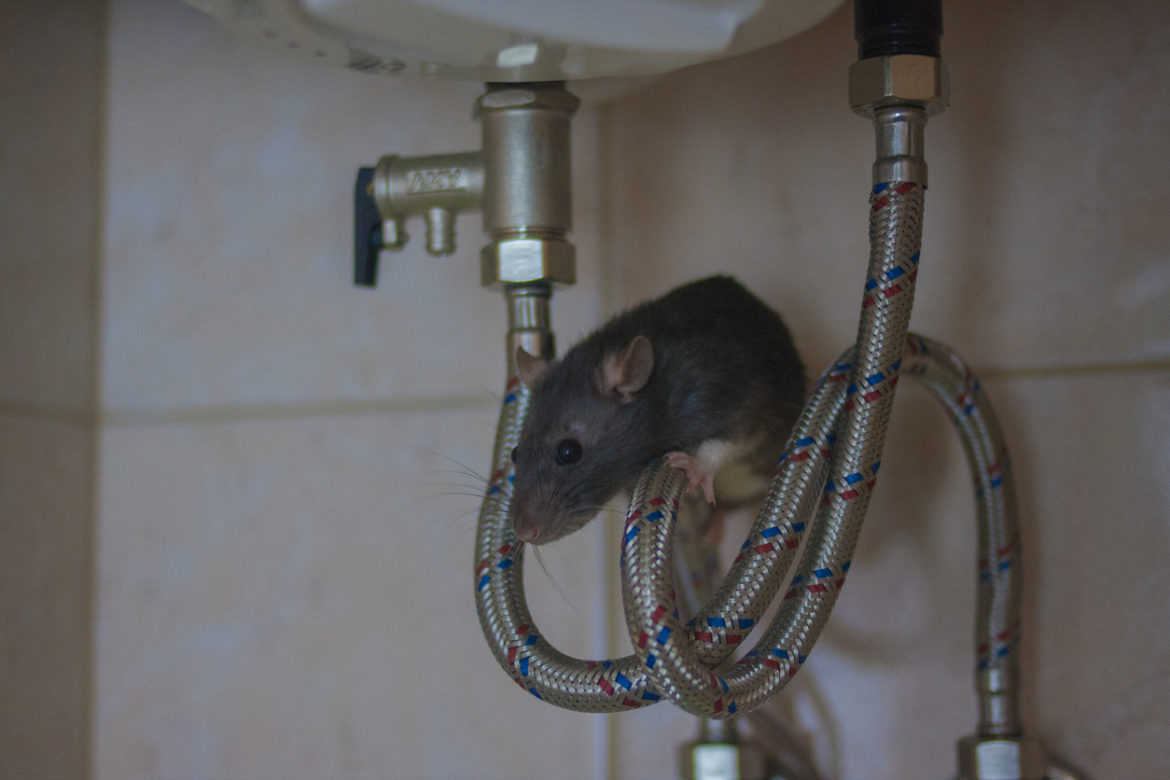 plumbing concept. decorative black mouse on water Keeping our neighbourhood free of pests