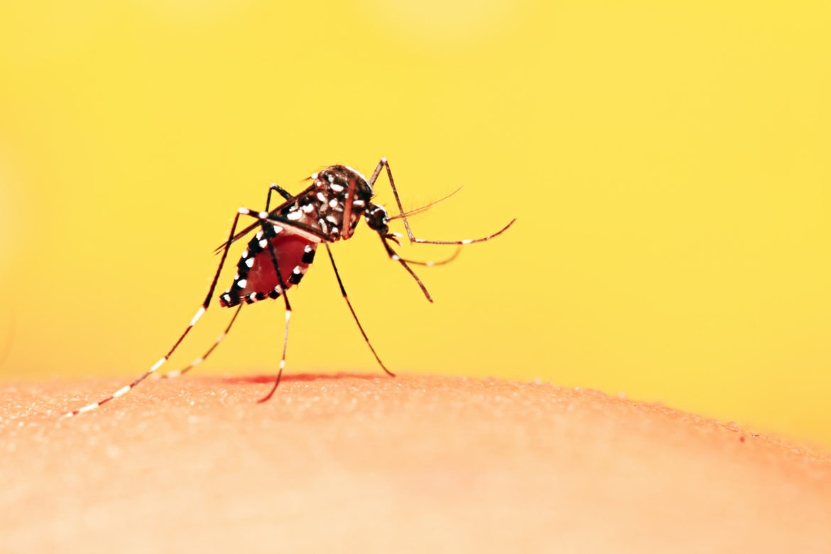 Remaining vigilant against dengue outbreaks