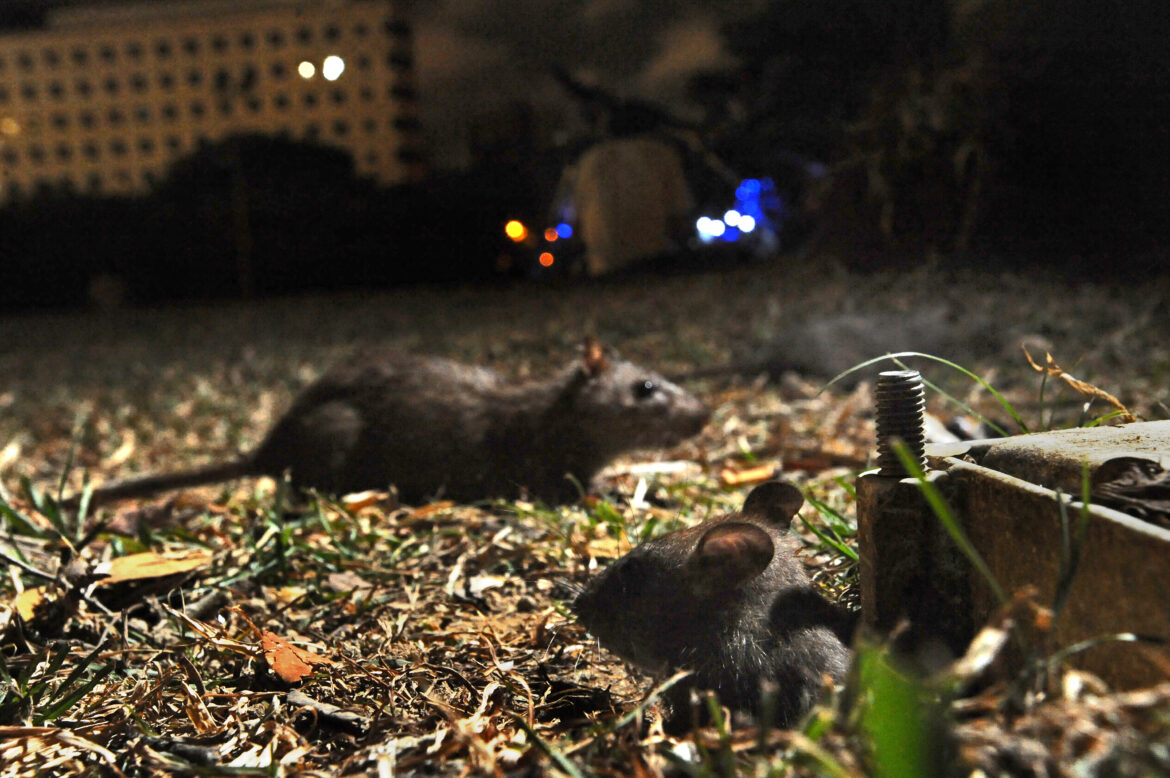 Know your shrews and rats 